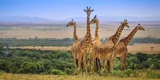 days Kenya and Tanzania safari with kizza Adventures